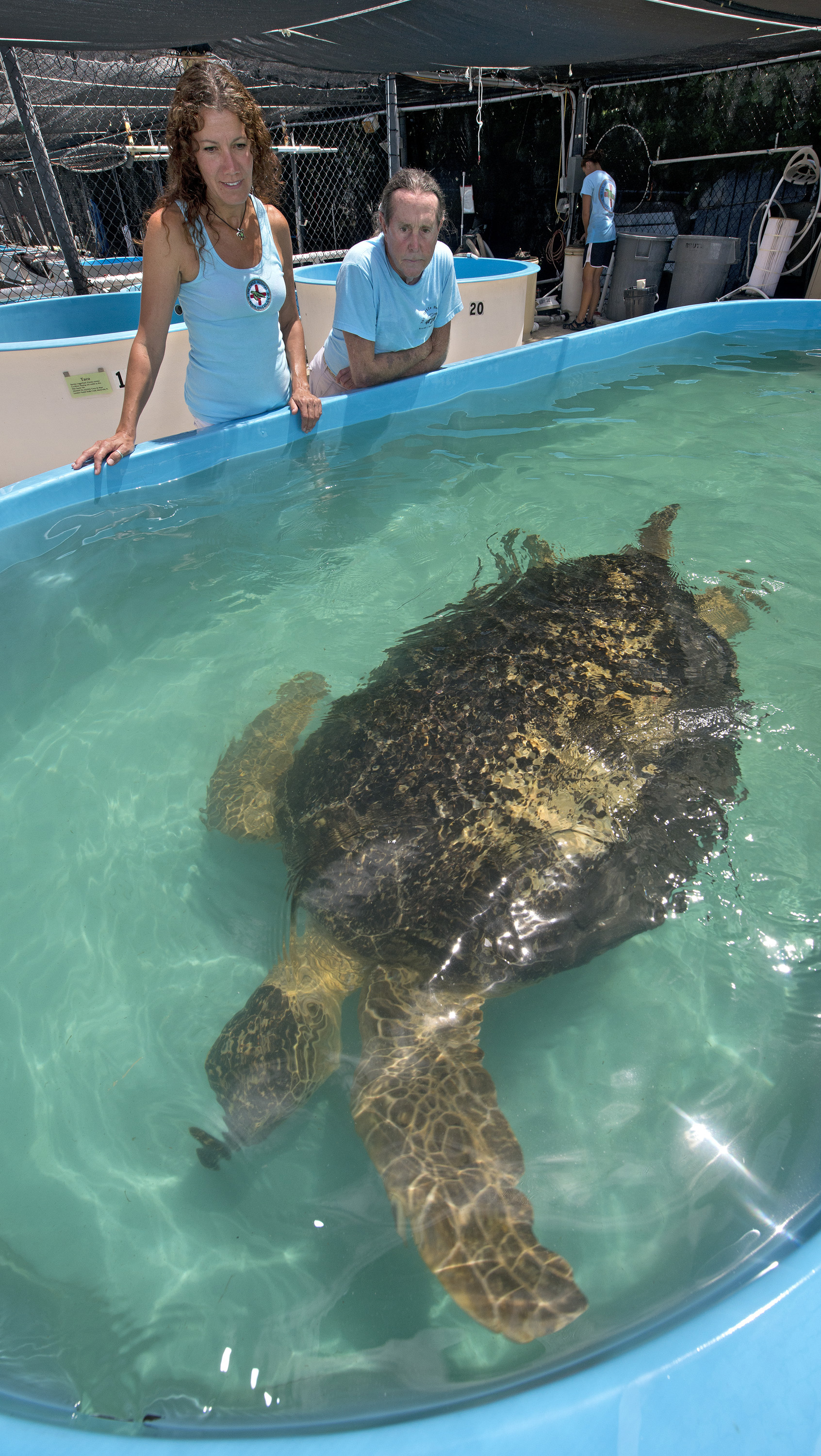 The Turtle Hospital in Marathon opened in 1986 as the world's first state licensed veterinary sea turtle hospital.